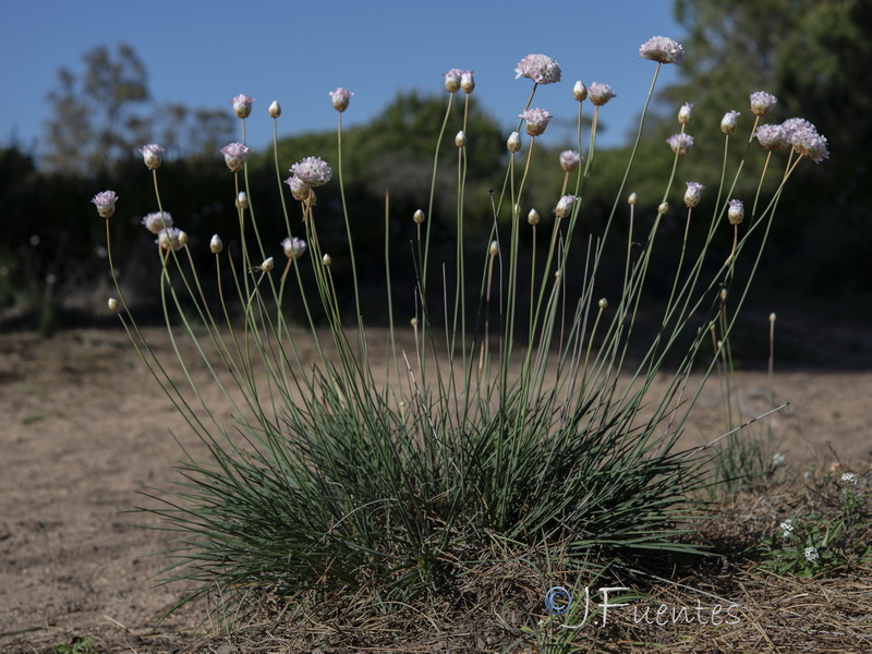 Armeria macrophylla.06