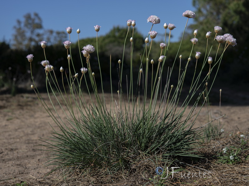 Armeria macrophylla.06