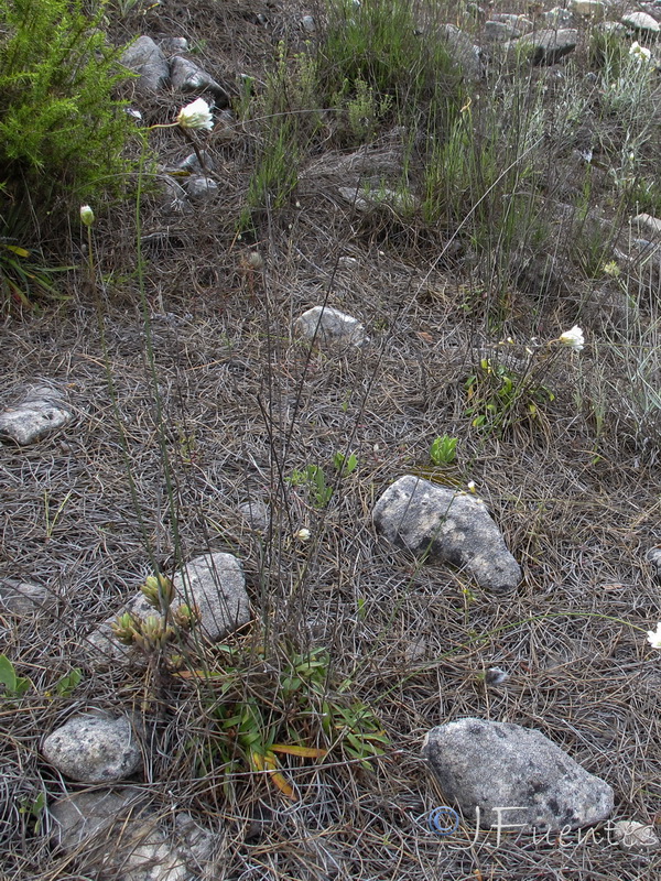 Armeria malacitana.01