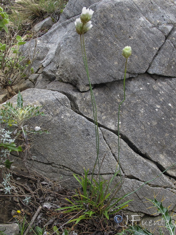 Armeria malacitana.02