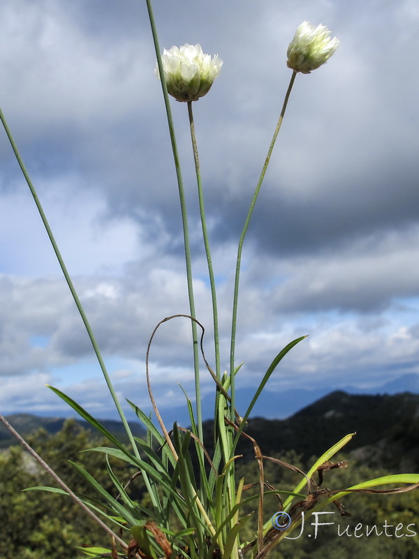 Armeria malacitana.08