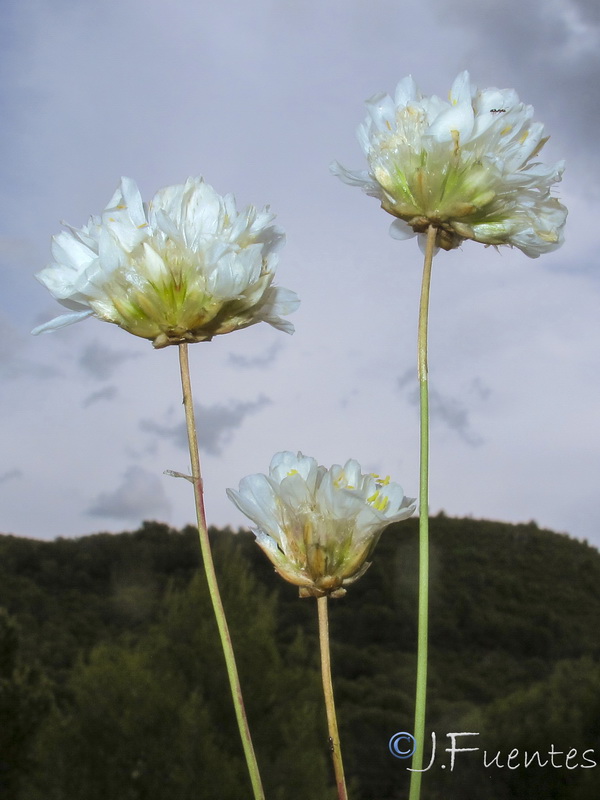 Armeria malacitana.10