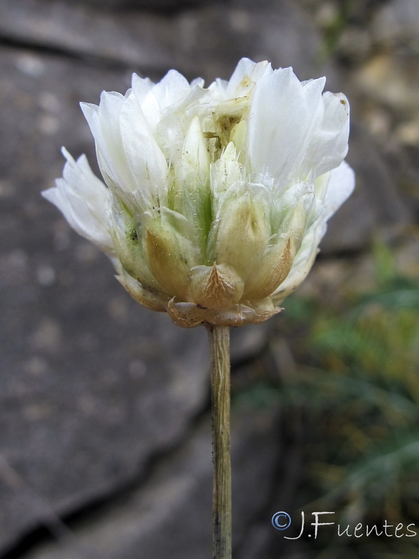 Armeria malacitana.11