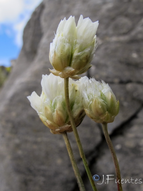 Armeria malacitana.12