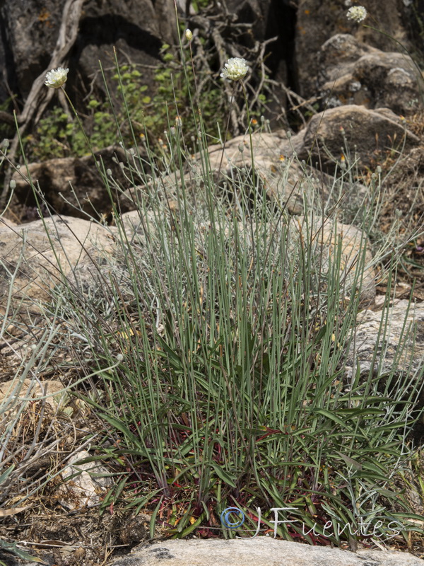 Armeria malacitana.14