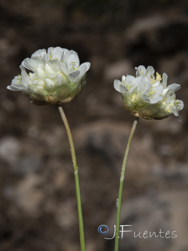 Armeria malacitana.16