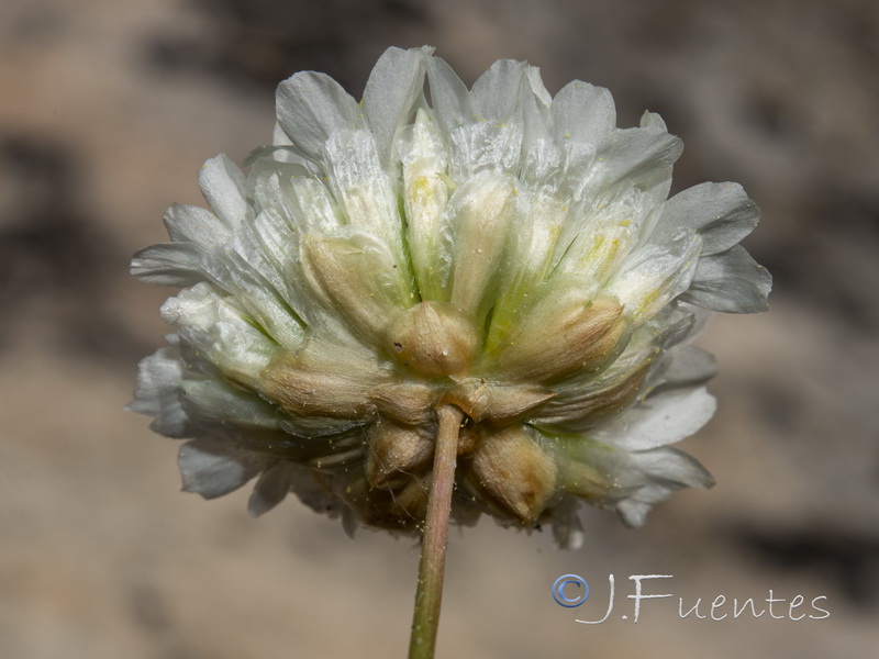Armeria malacitana.17