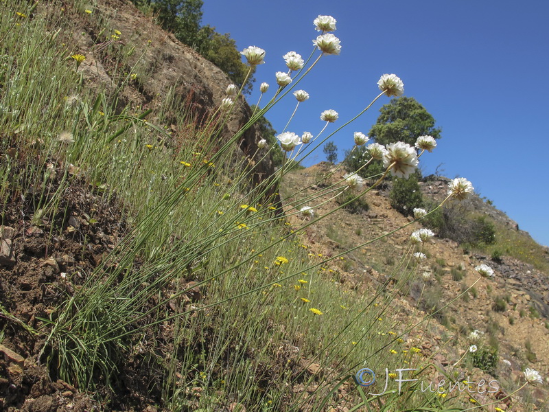 Armeria pauana.01