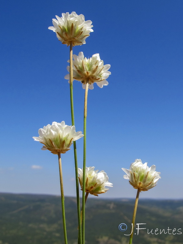 Armeria pauana.04