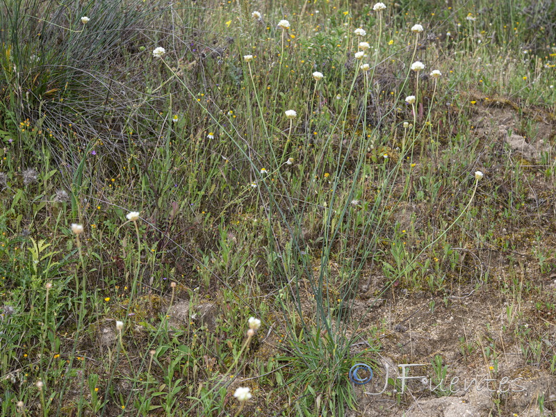 Armeria pauana.05