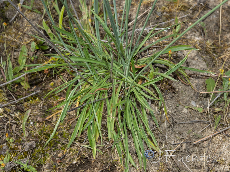 Armeria pauana.03