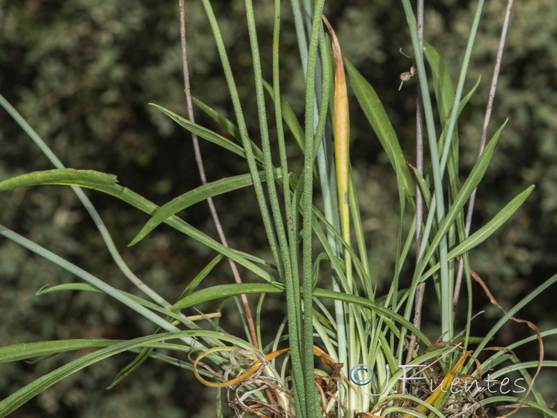 Armeria pauana.07