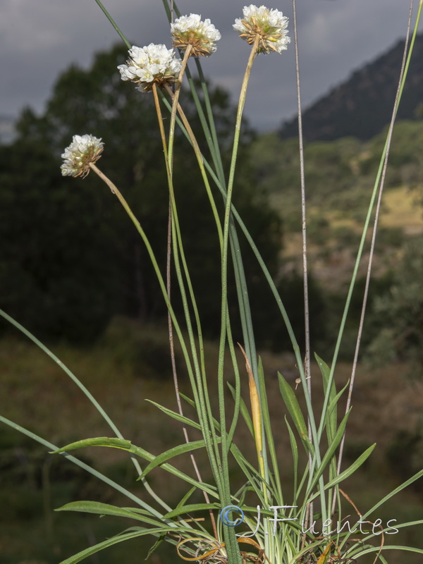 Armeria pauana.08