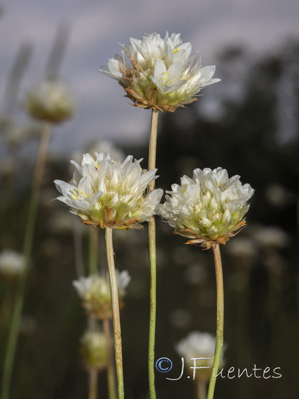 Armeria pauana.09