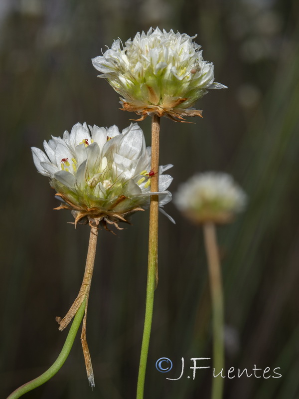 Armeria pauana.10