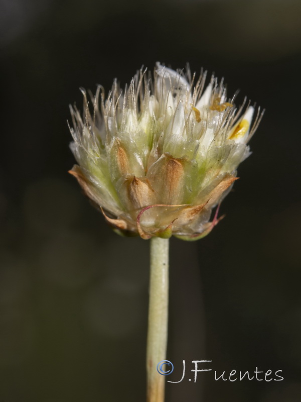 Armeria pauana.12