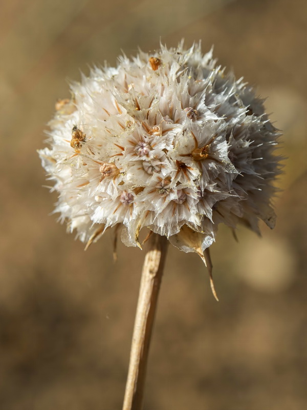 Armeria pauana.25