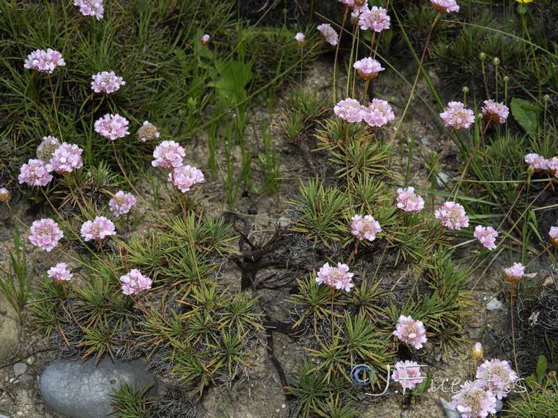 Armeria pungens.02