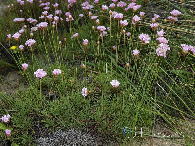 Armeria pungens.03