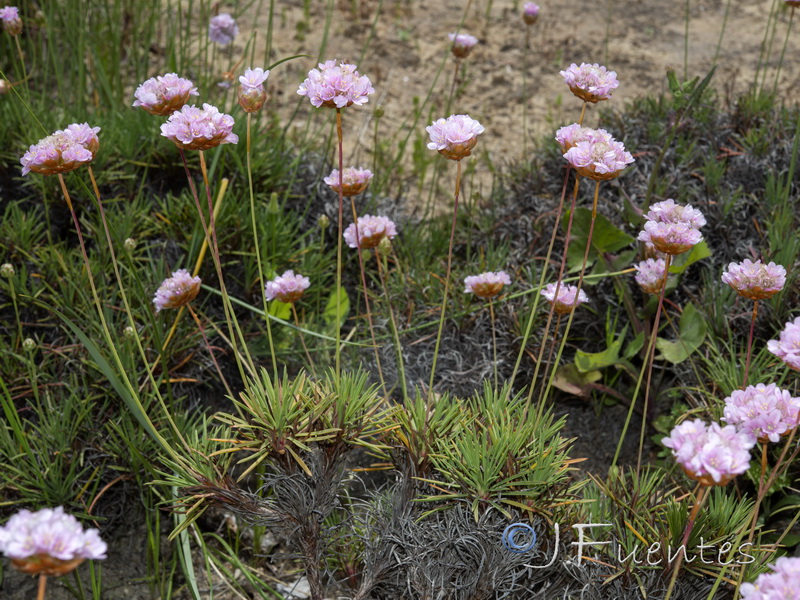 Armeria pungens.04