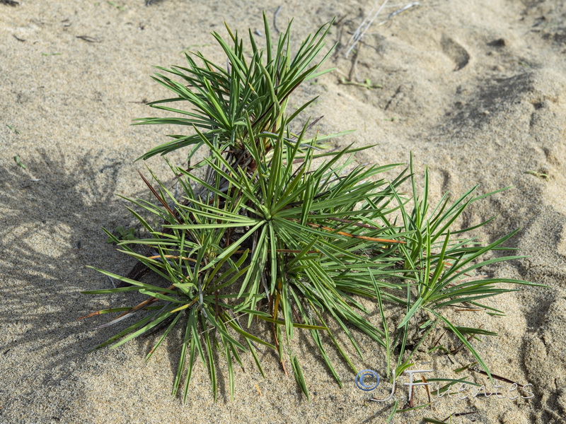 Armeria pungens.06