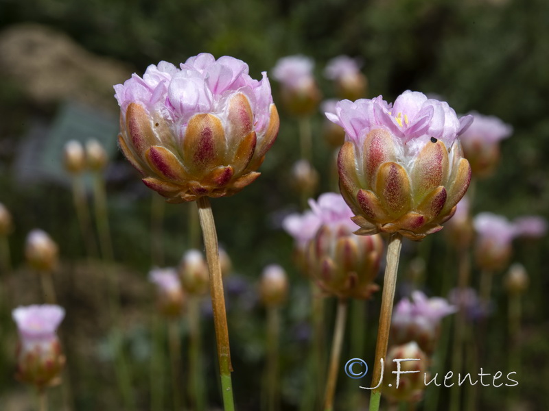 Armeria pungens.08