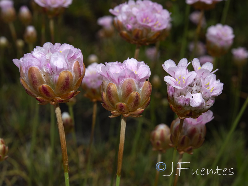 Armeria pungens.09