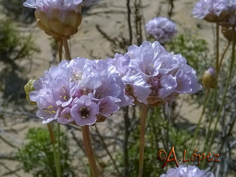 Armeria pungens.18