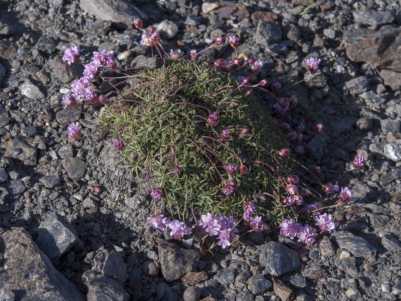 Armeria splendens.01