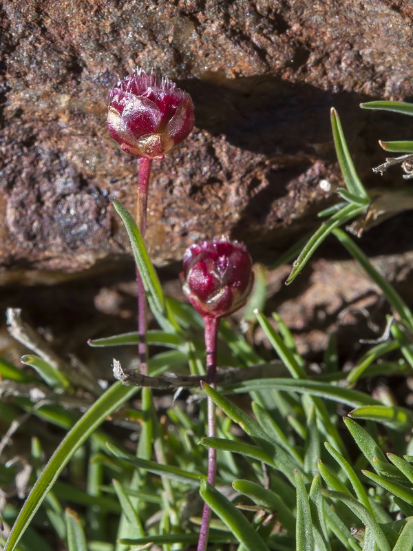 Armeria splendens.04