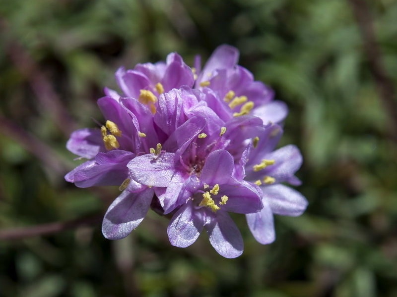 Armeria splendens.05