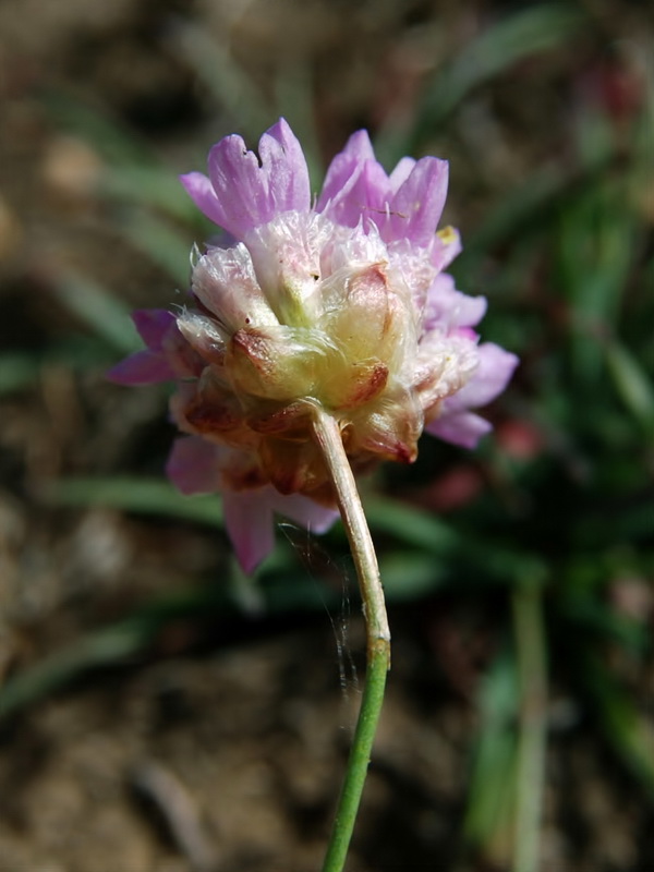 Armeria splendens.07