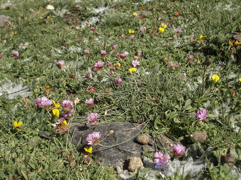 Armeria splendens.10