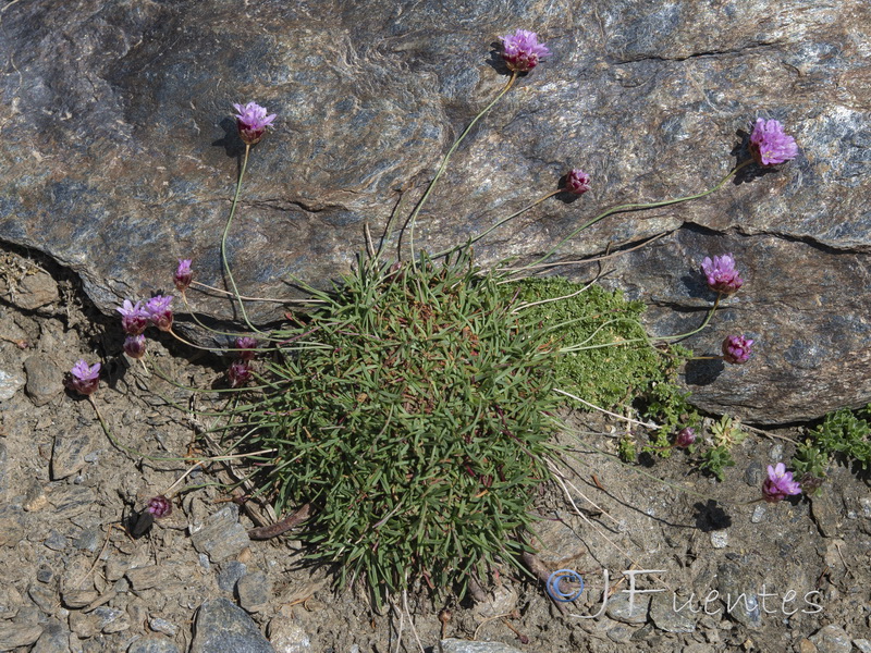 Armeria splendens.18