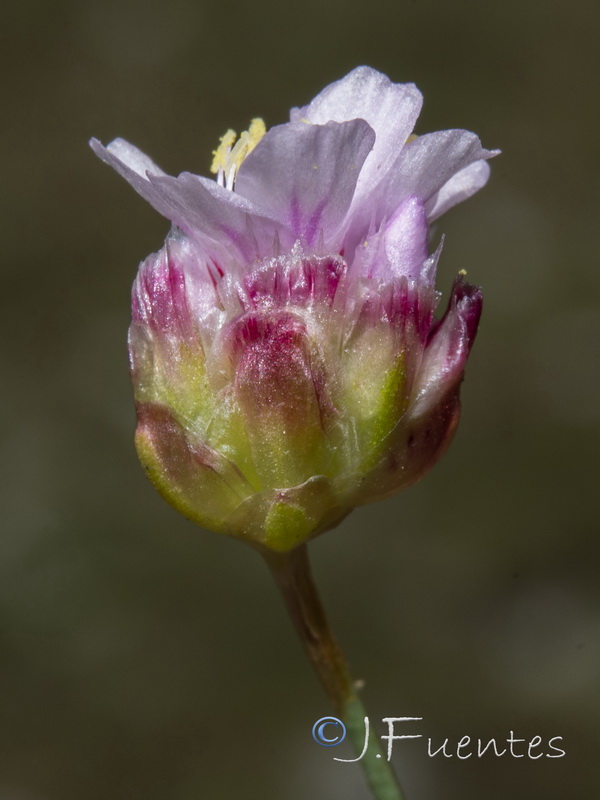 Armeria splendens.28