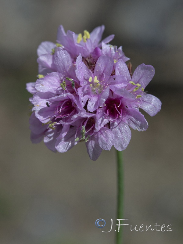 Armeria splendens.29