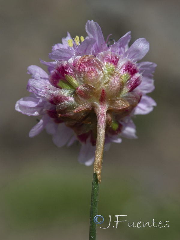 Armeria splendens.30