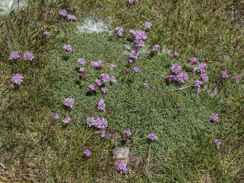 Armeria splendens.31