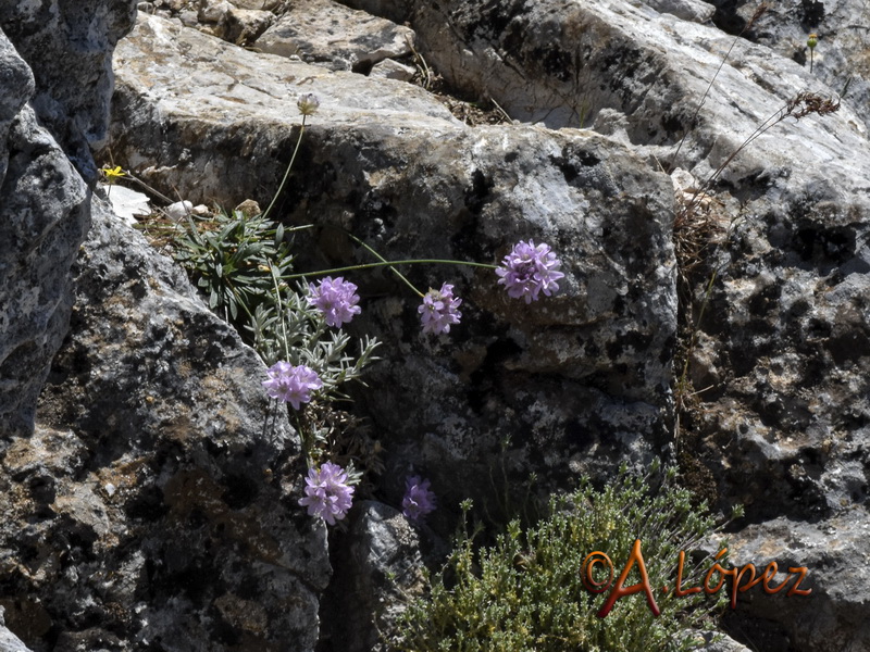 Armeria trianoi.03