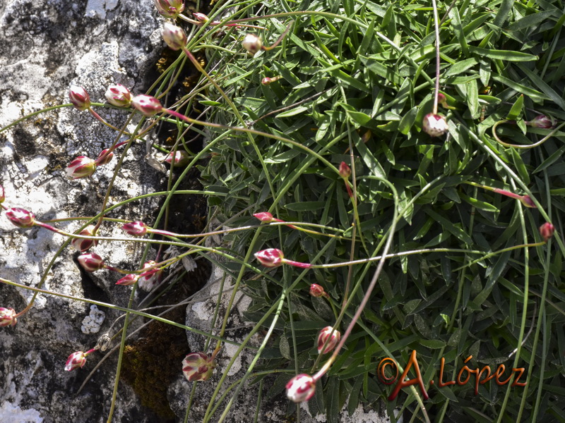 Armeria trianoi.05