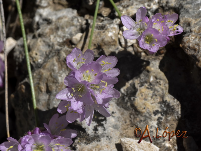 Armeria trianoi.06