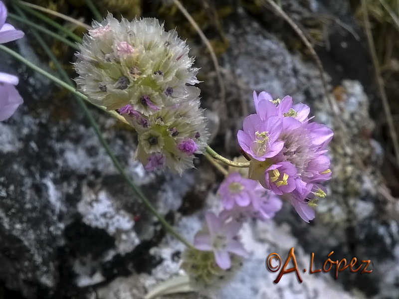 Armeria trianoi.08