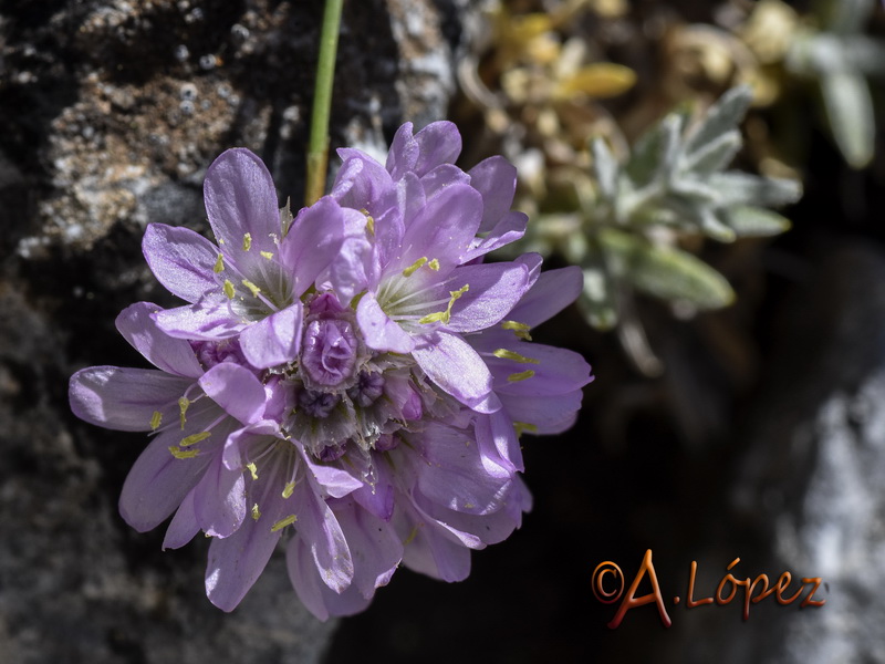 Armeria trianoi.13