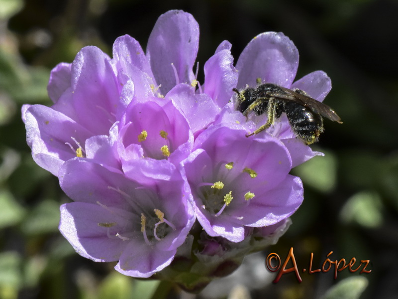 Armeria trianoi.18