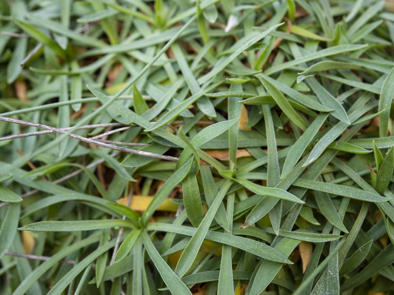 Armeria trianoi.31