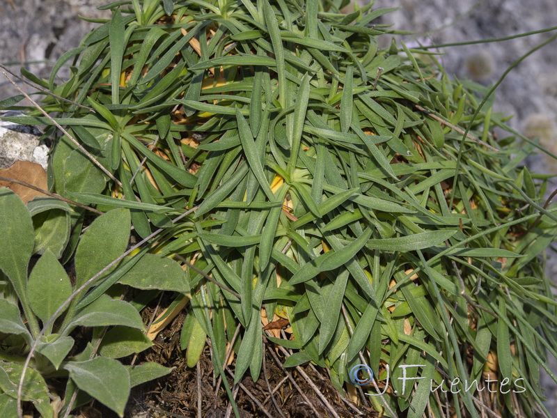 Armeria trianoi.01