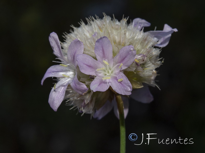 Armeria trianoi.50