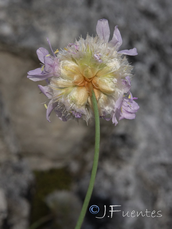 Armeria trianoi.52