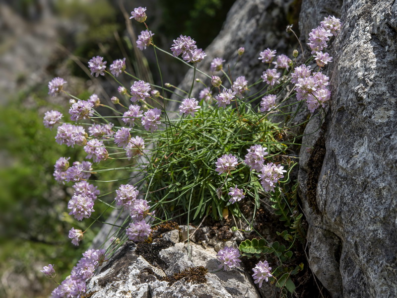 Armeria trianoi.29