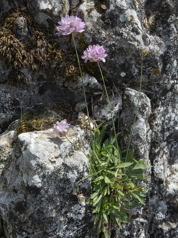 Armeria trianoi.58